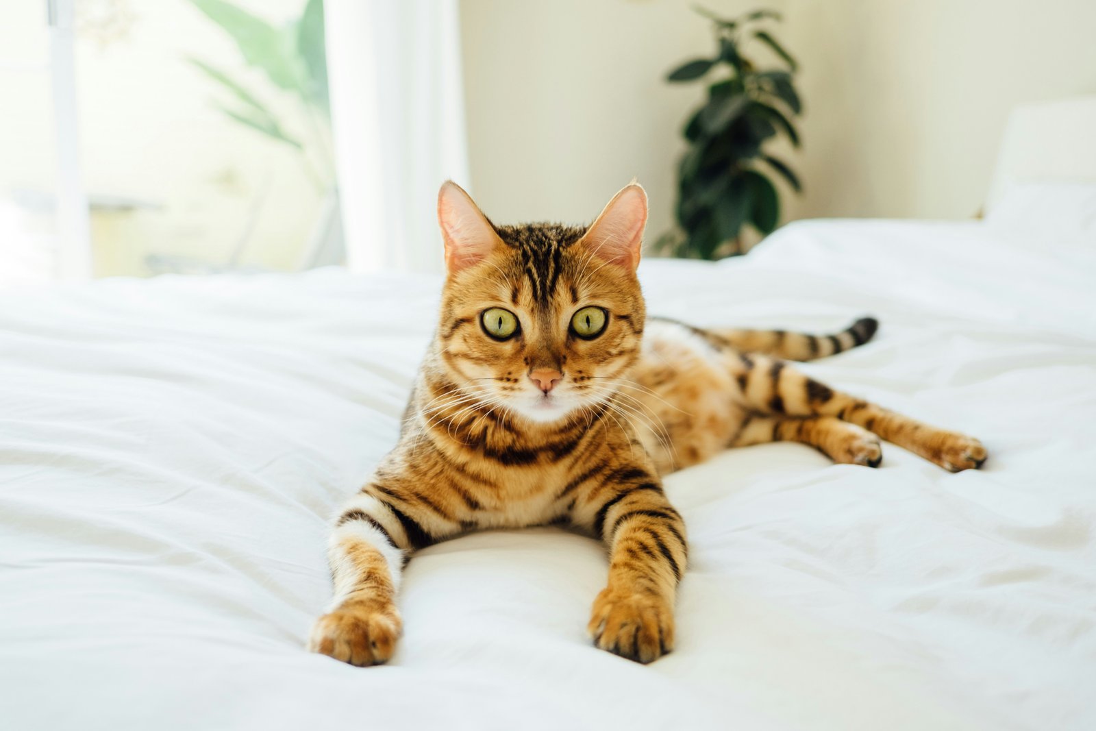 bengal-cat-india