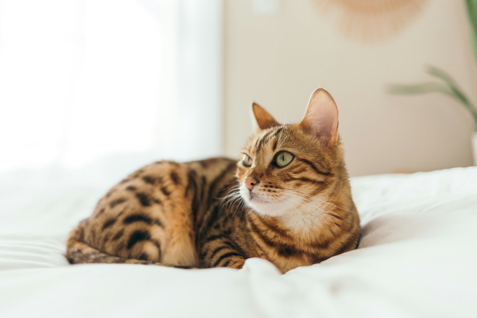bengal-cat-pune