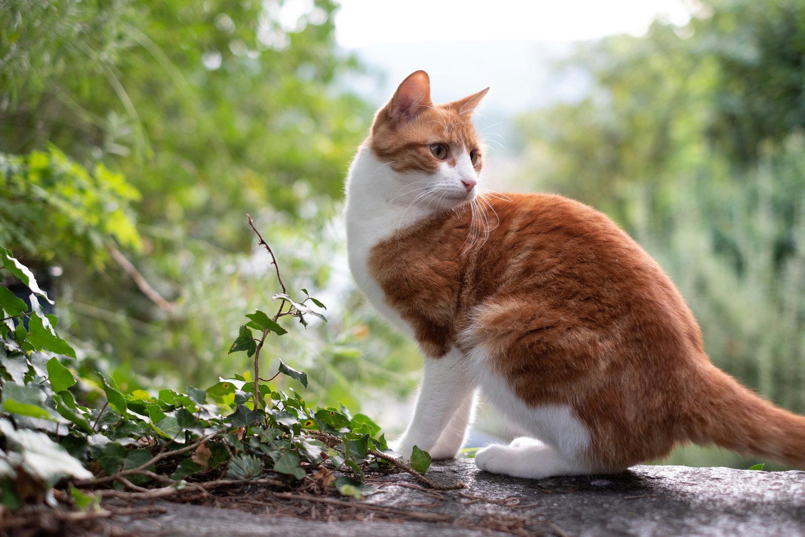 ginger-cat-india