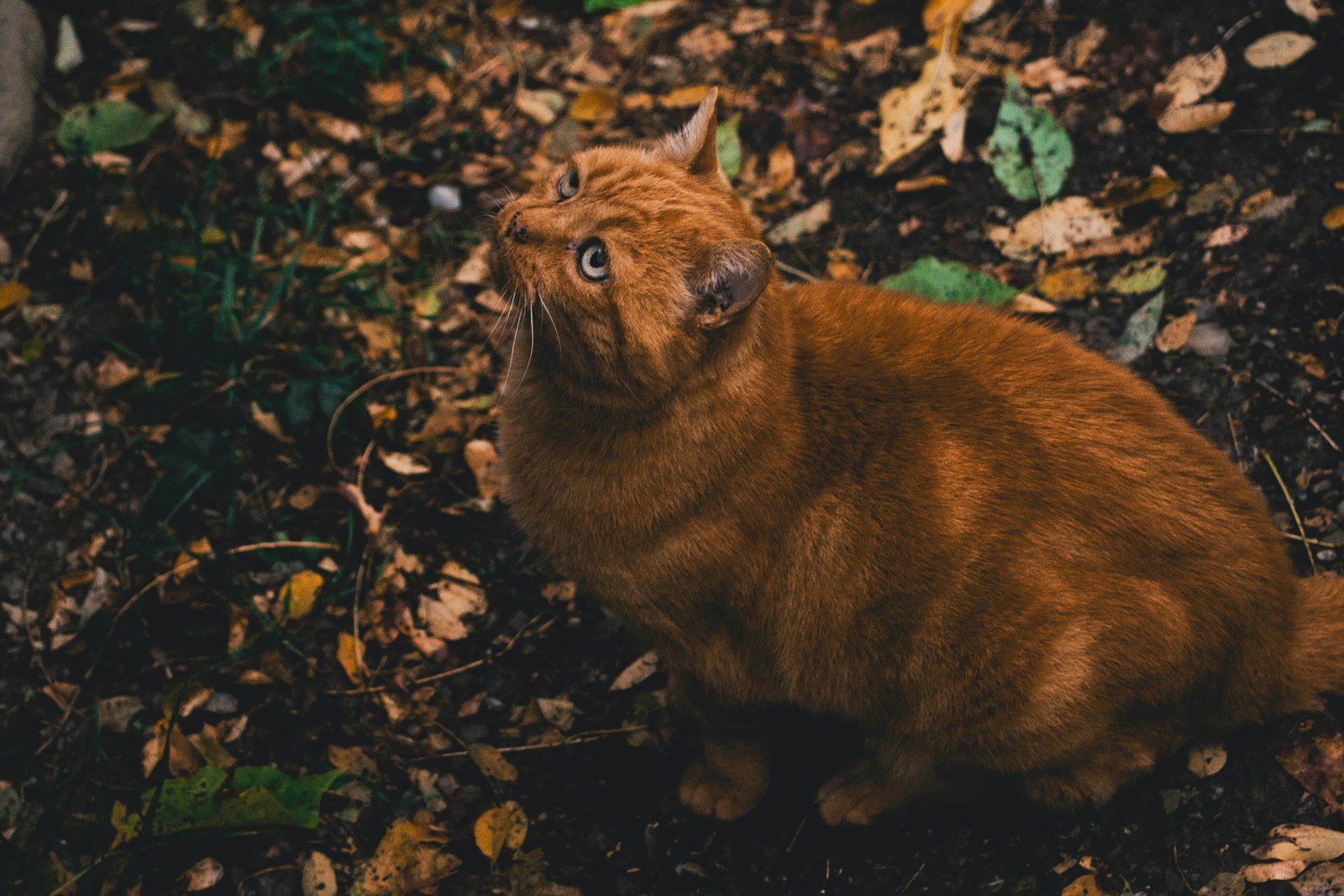 ginger-cat-mumbai