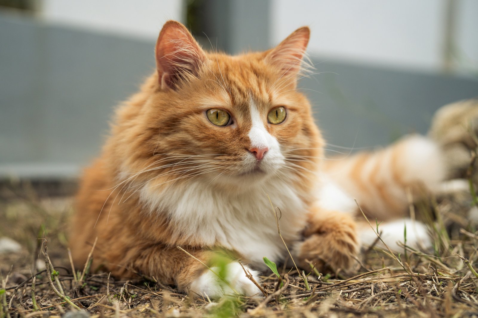 ginger-cat-pune