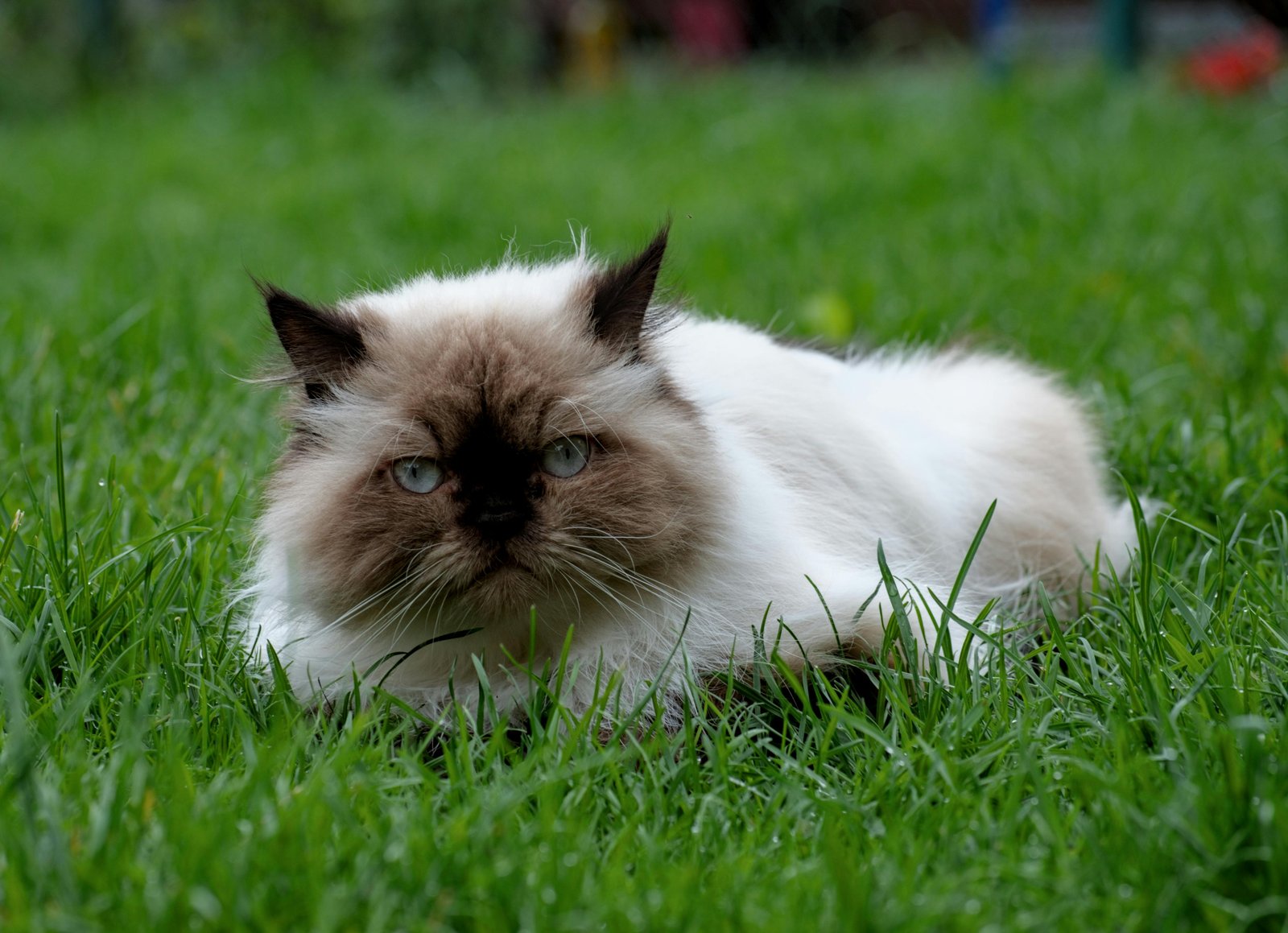 himalayan-cat-india