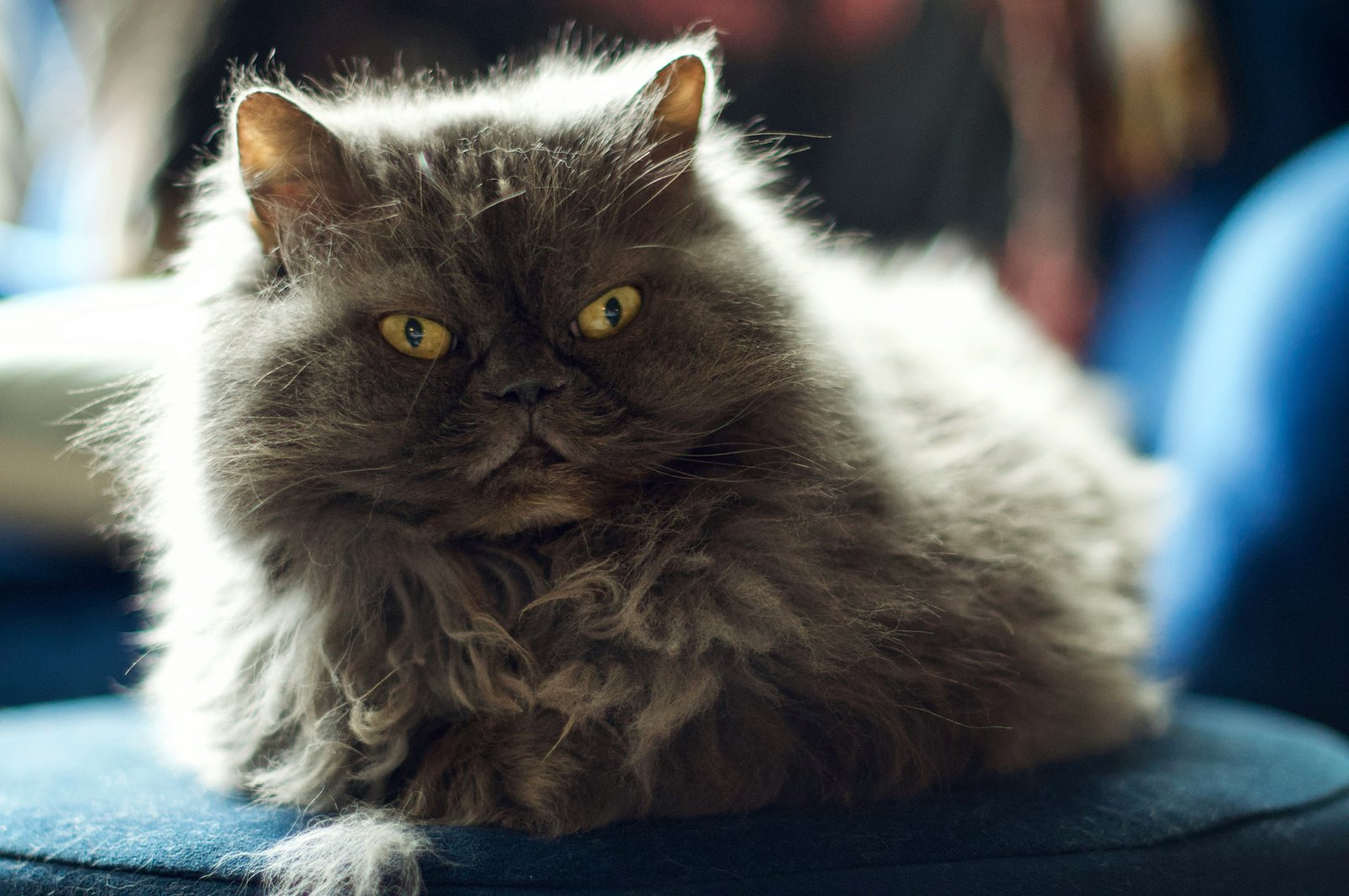 himalayan-cat-mumbai