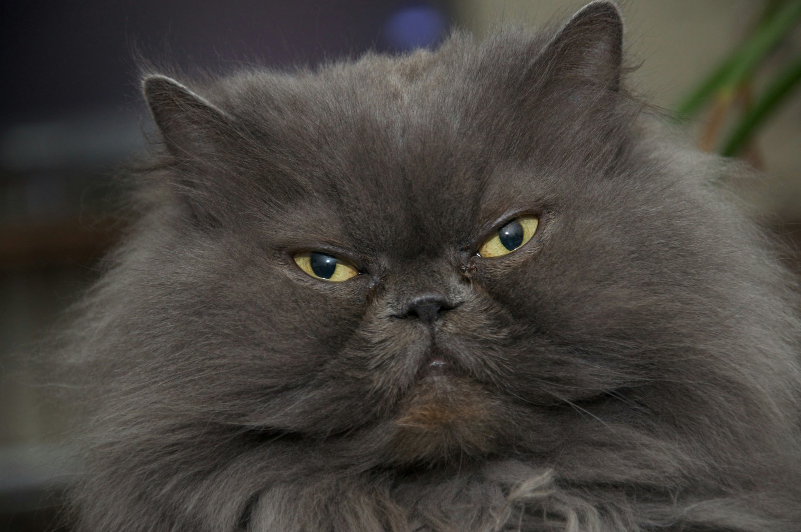 himalayan-cat-pune