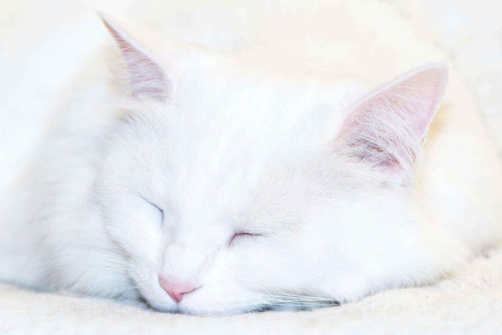 persian-cat-pune