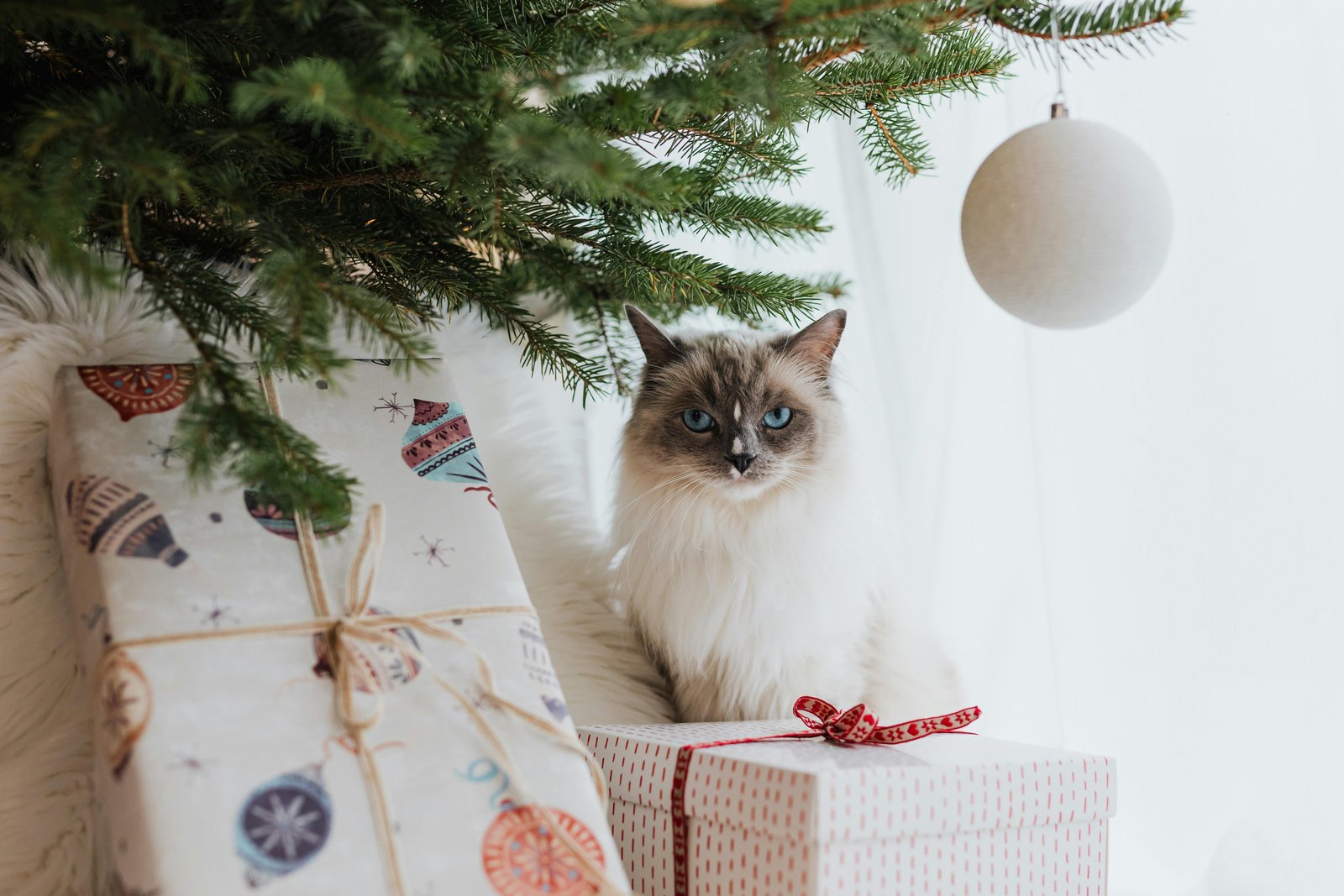 ragdoll-cat-mumbai