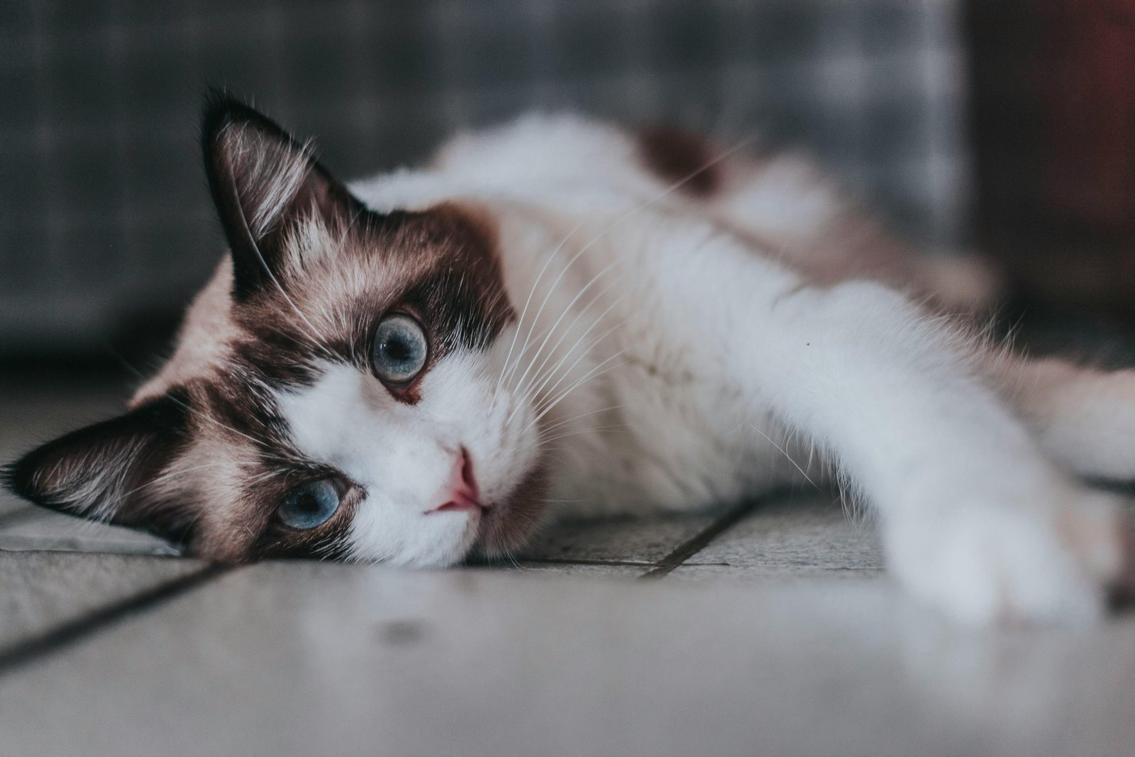 ragdoll-cat-pune