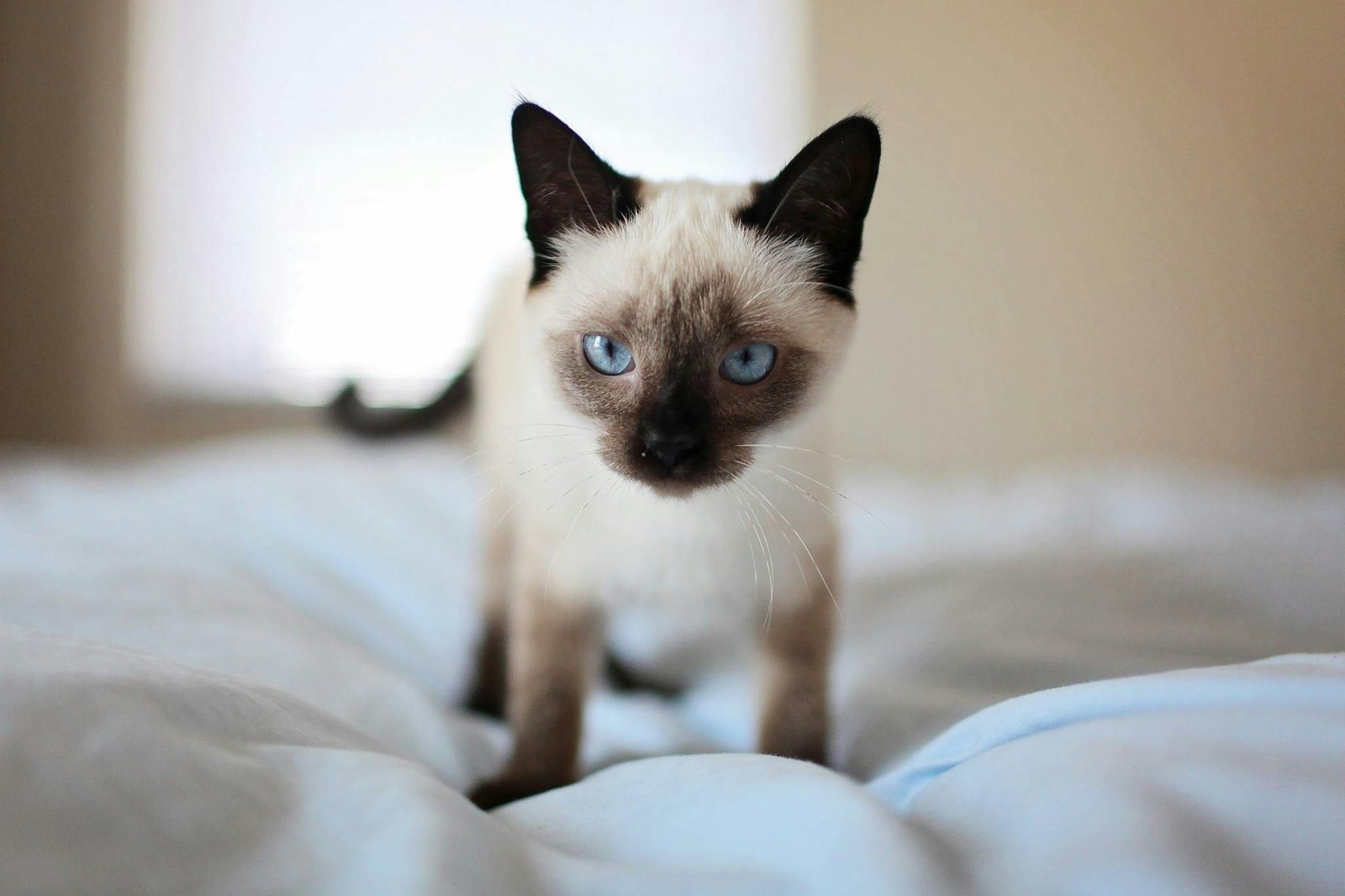 siamese cat  for sale In India