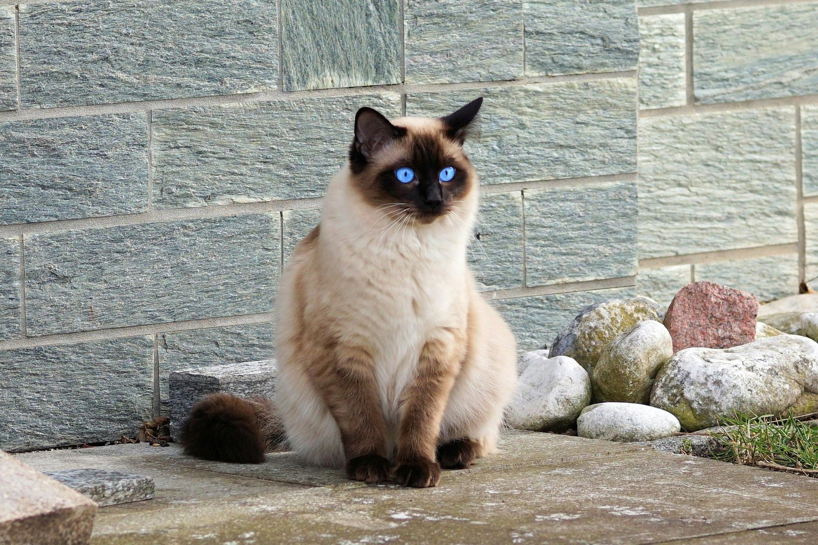 siamese-cat-mumbai