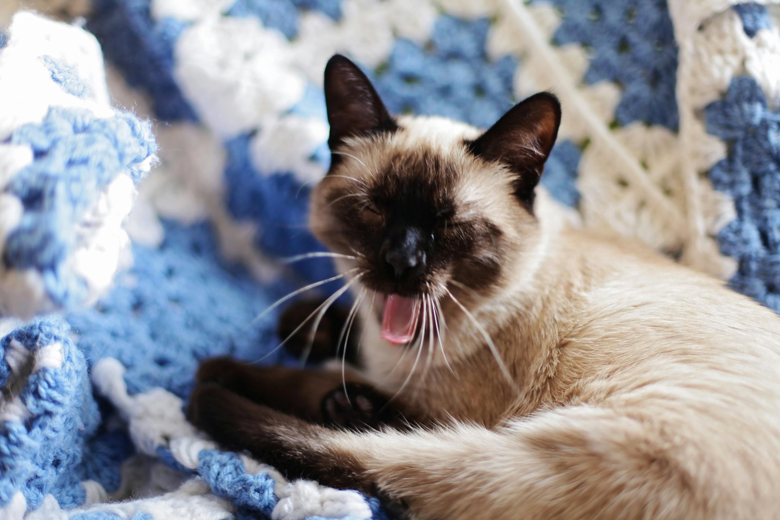 siamese-cat-pune