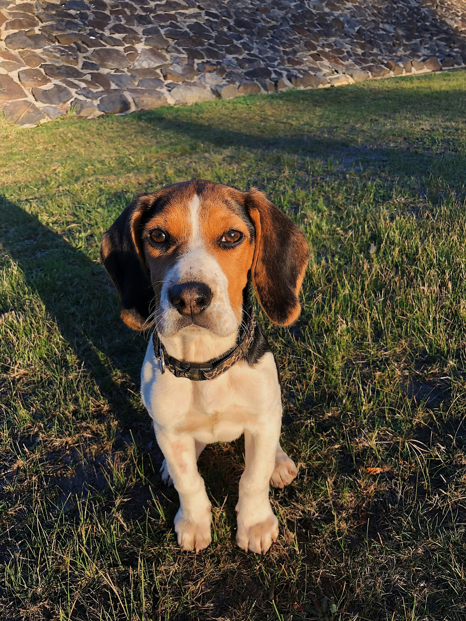 Beagles-puppy-sale-India