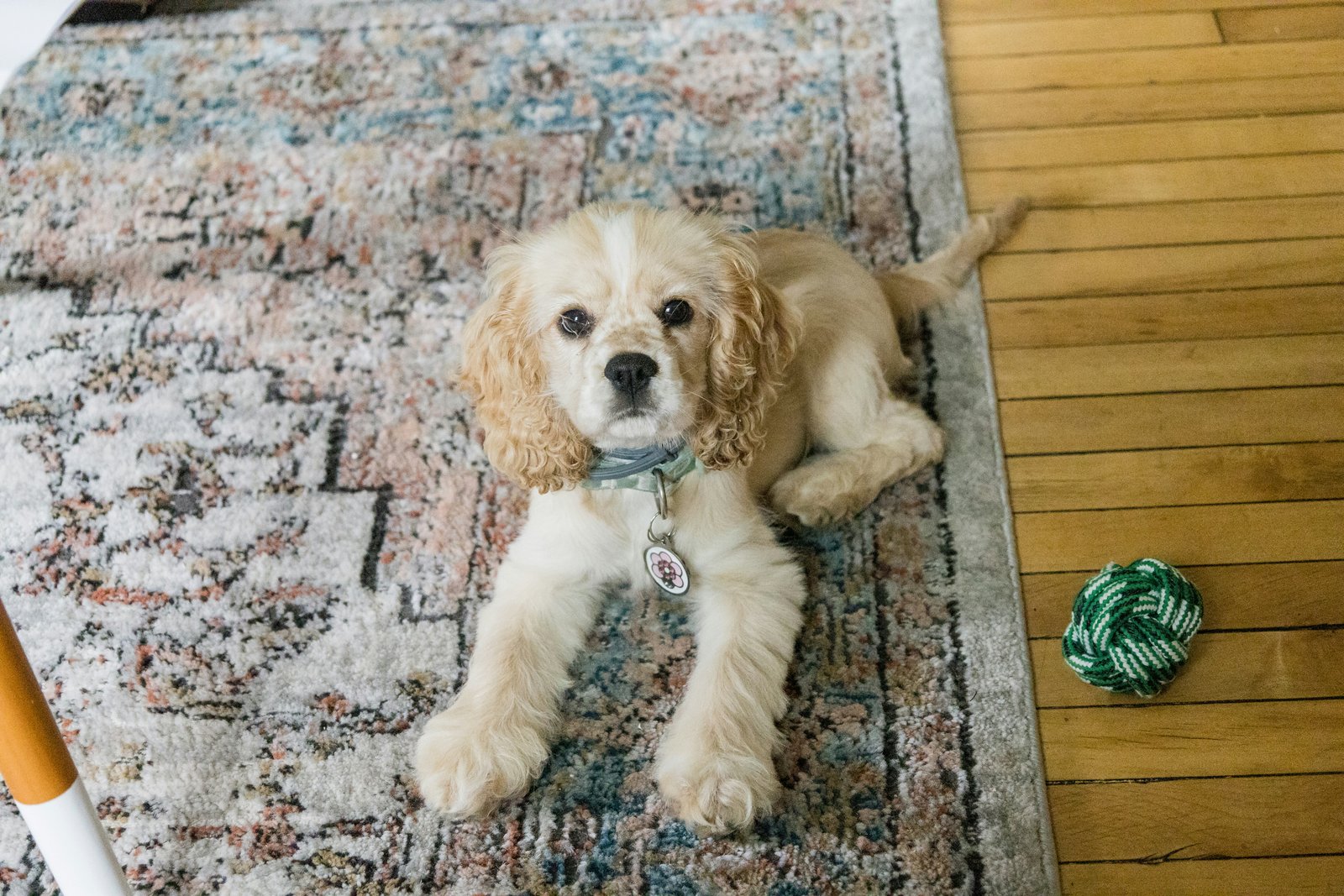 cocker-spaniel-puppy-sale-India