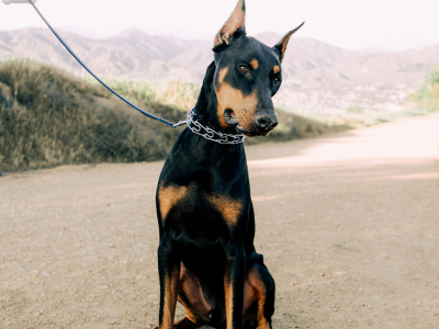 doberman-puppy-sale-India