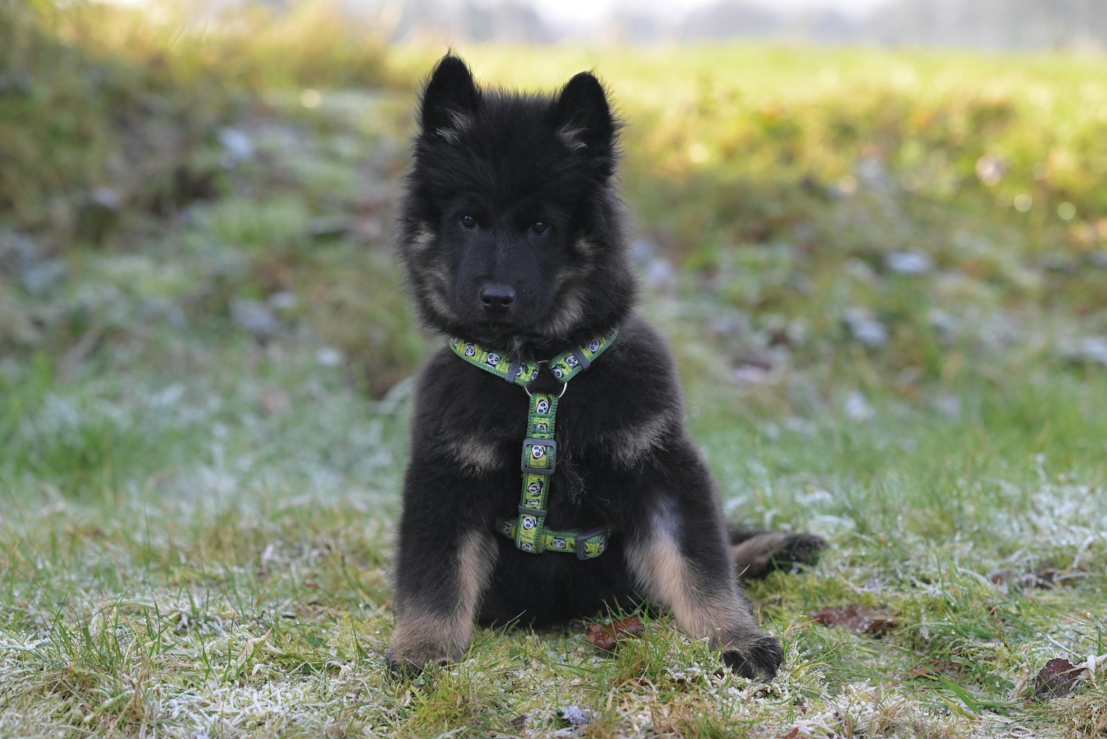 German-Shepherd-puppy-sale-India