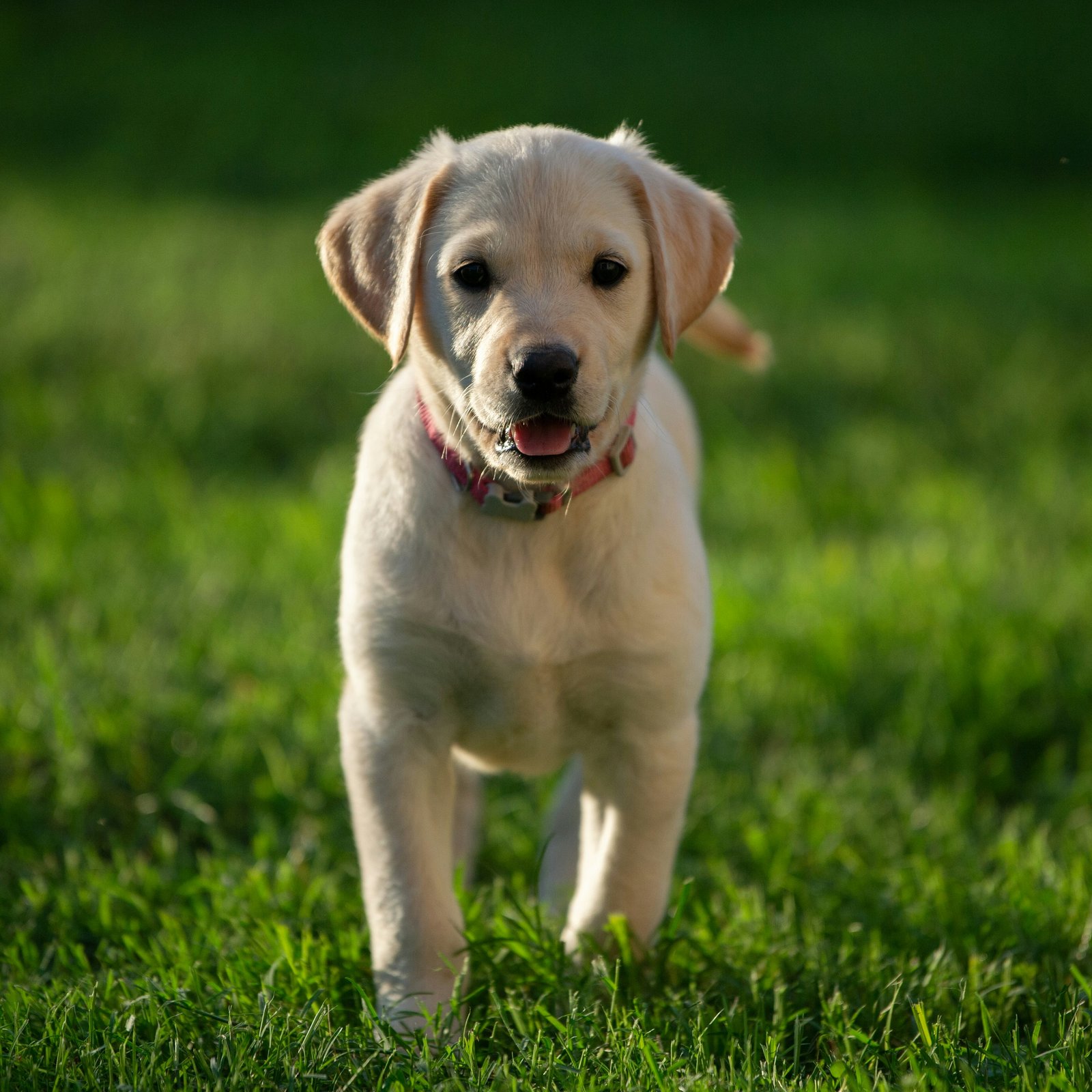 golden-retriever-India-sale