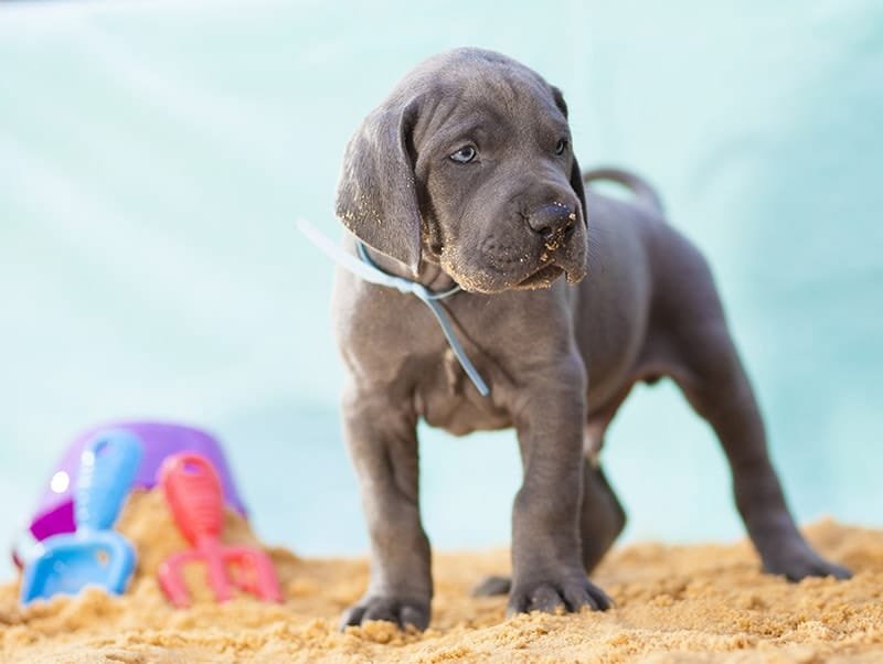 great-dane-puppies-India