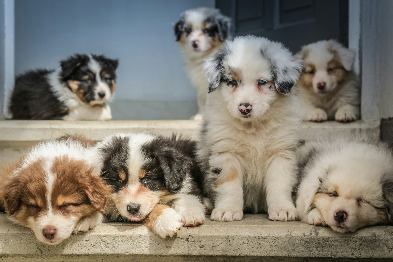 hyderabad dog image