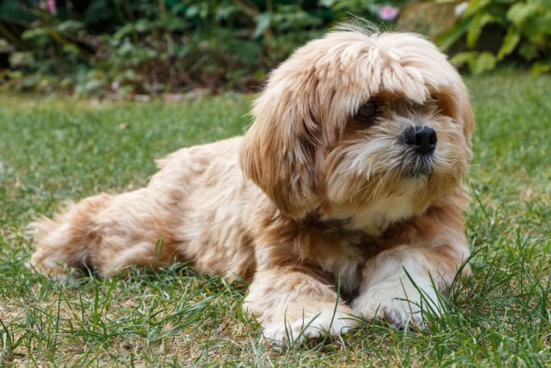 Lhasa Apso-puppy-sale-India