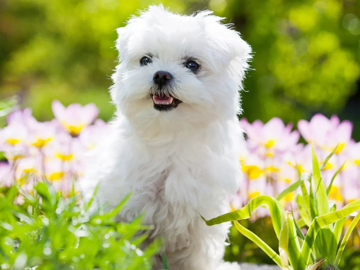 Maltese-puppy-sale-India
