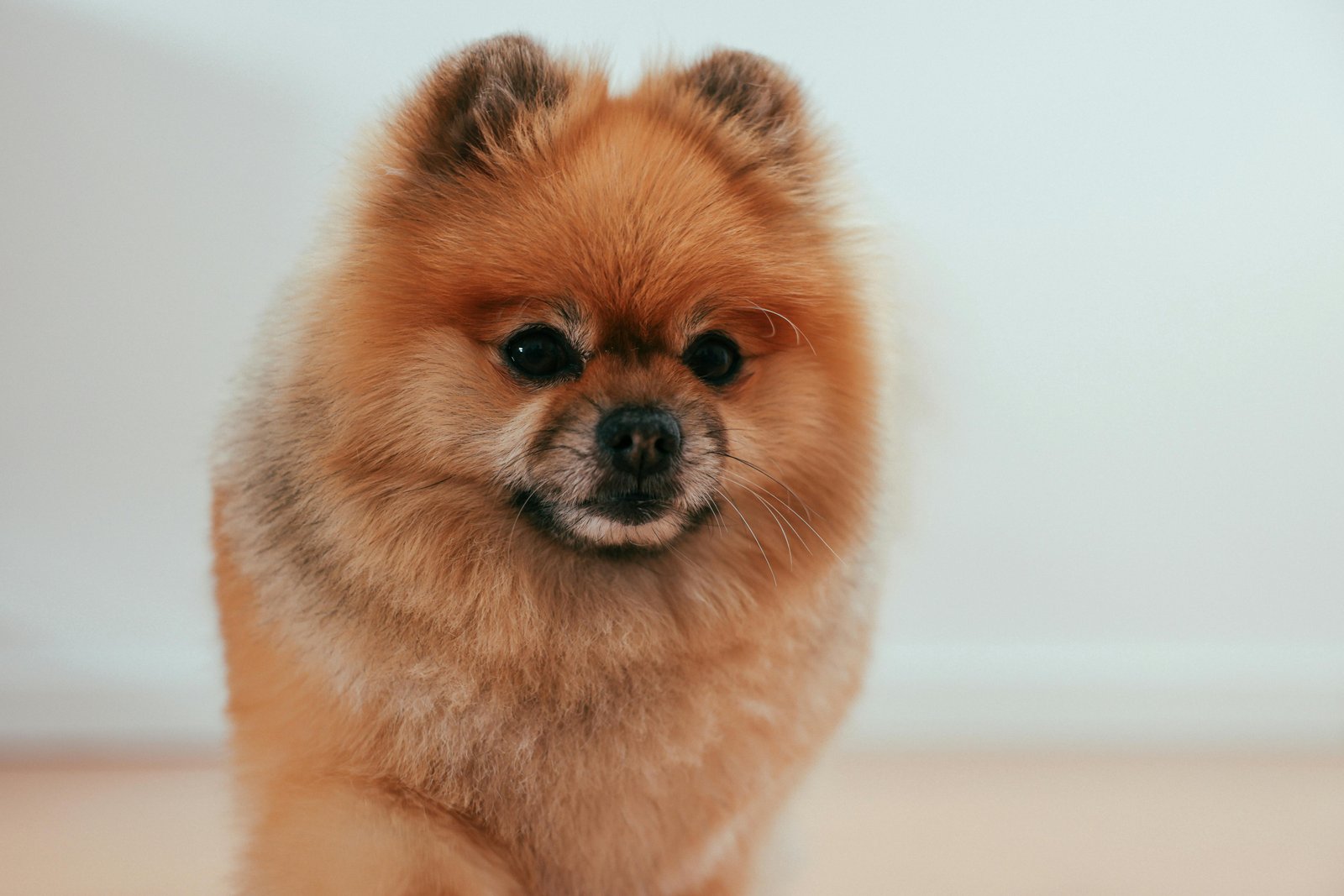 Pomeranian-puppy-sale-India