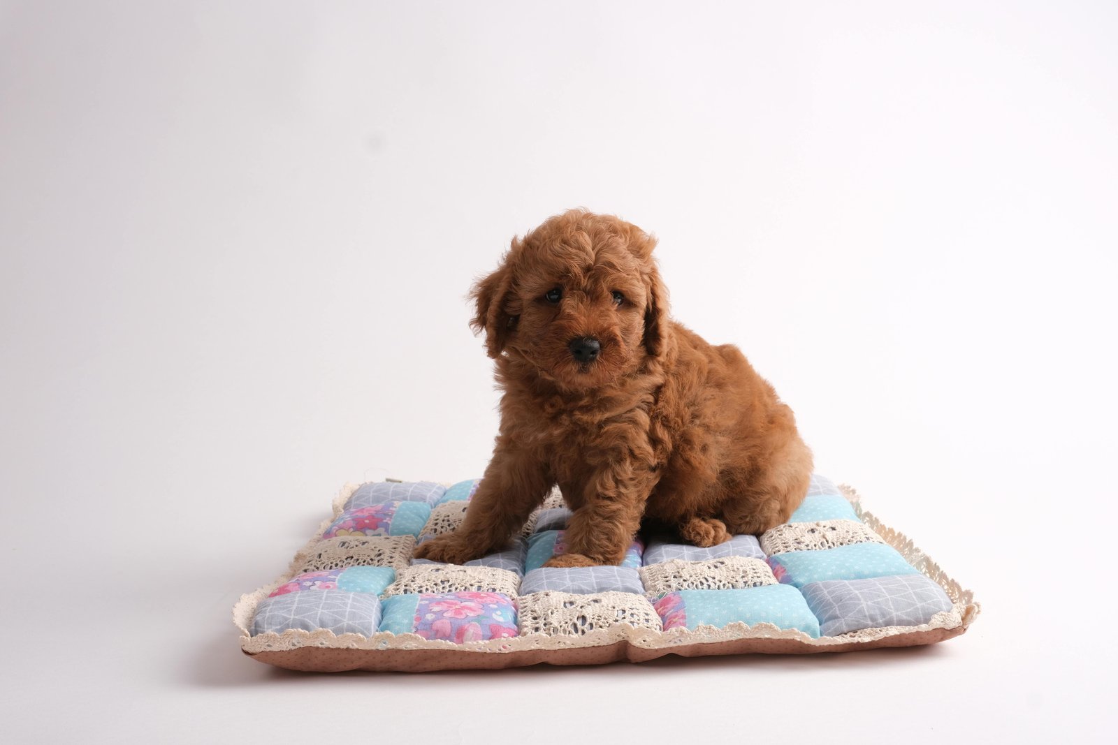 Poodle-puppy-sale-India