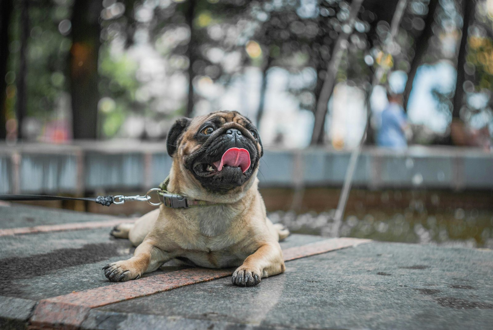 pug-puppy-sale-India