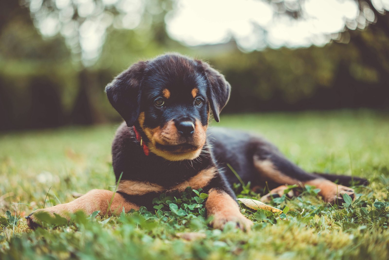 rottweiler-puppies-content-india