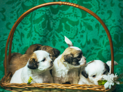 Shih-Tzu-puppies-sale-India