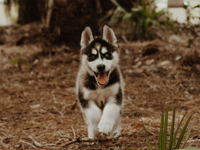 Siberian-Husky-puppy-sale-India