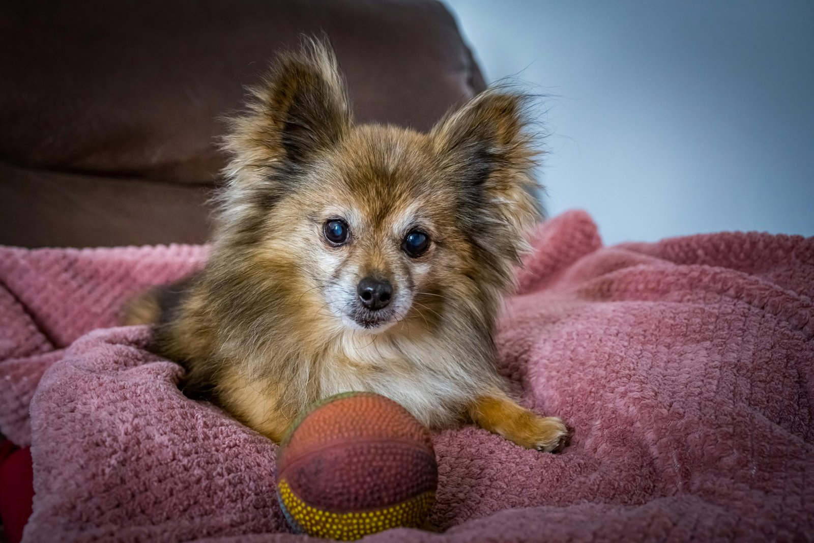 toy-pomeranian-puppies-India