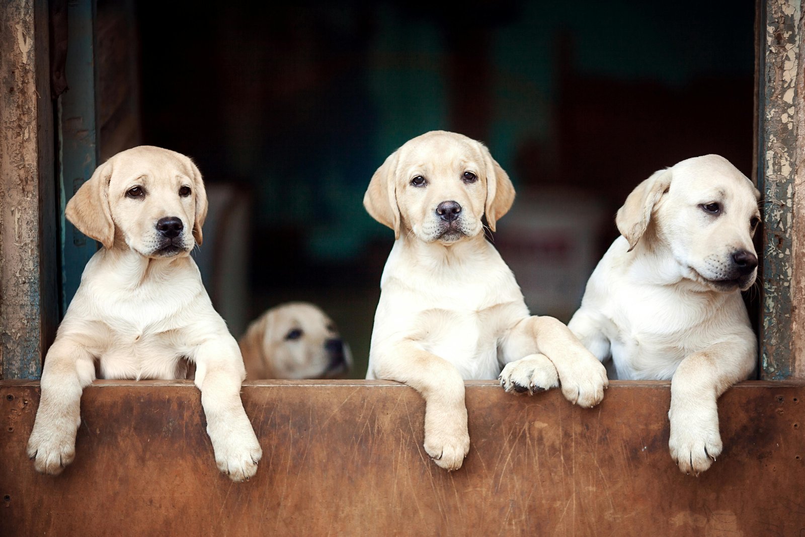 Labrador Retriever Puppies For Sale In Jaipur