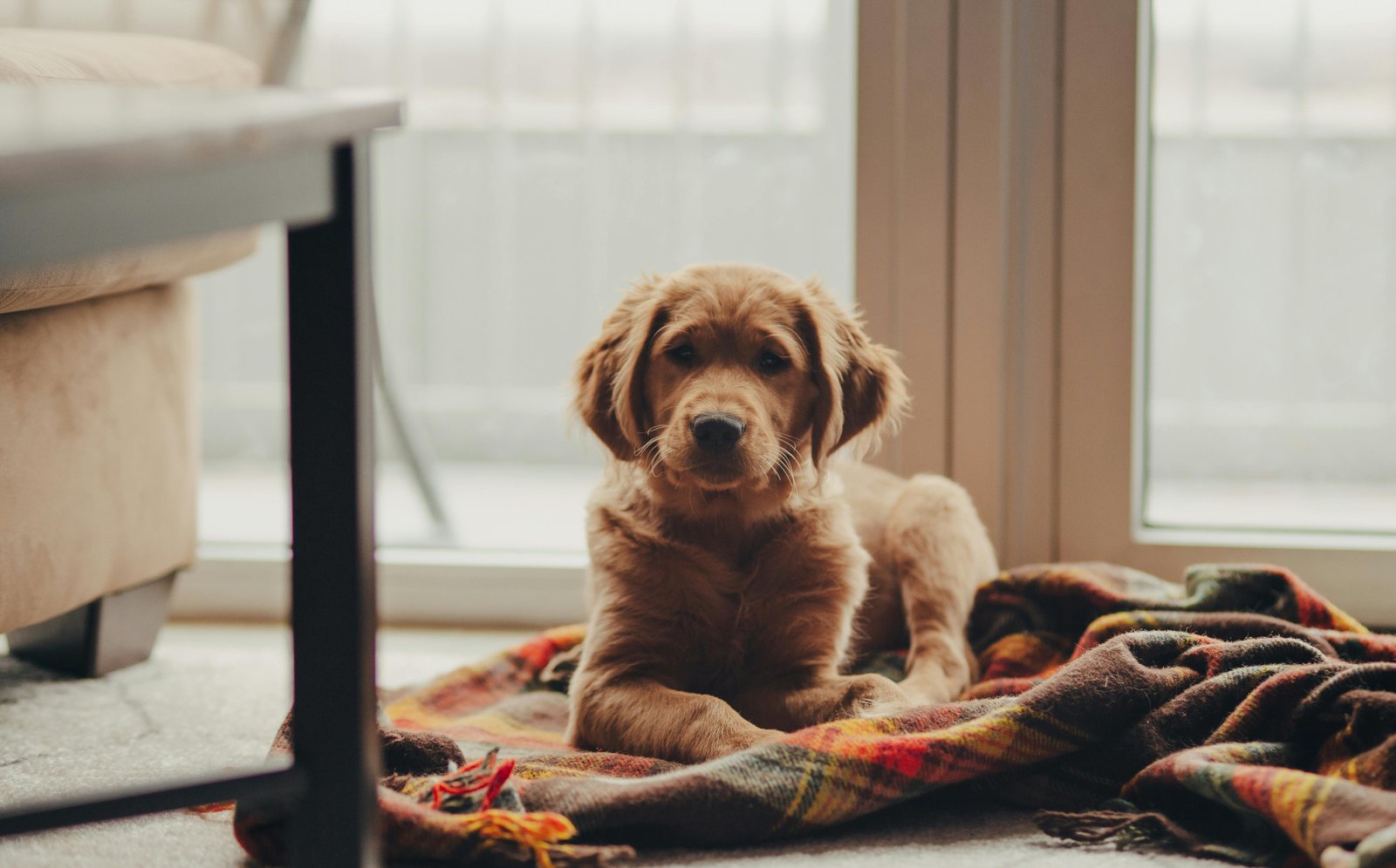 Golden Retriever Puppies For Sale In Chennai