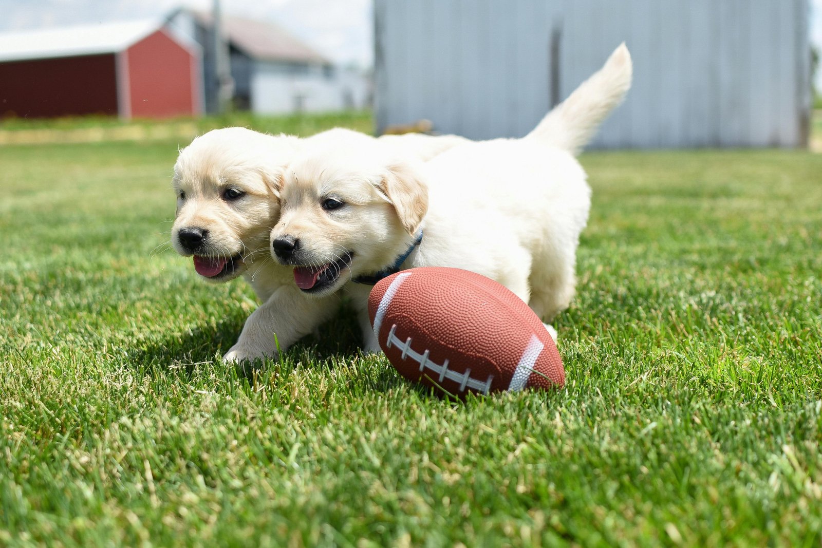Golden Retriever Puppies For Sale In Kolkata