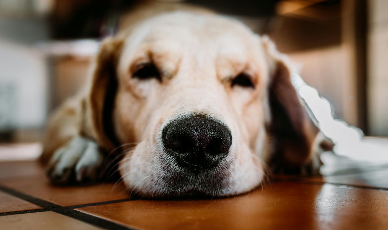 Golden Retriever Puppies For Sale In Ahmedabad