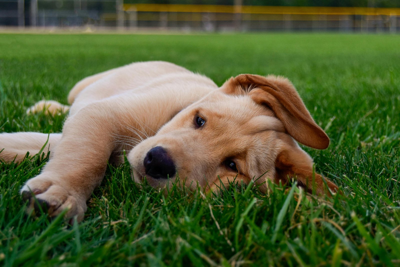 Golden Retriever Puppies For Sale In Hyderabad