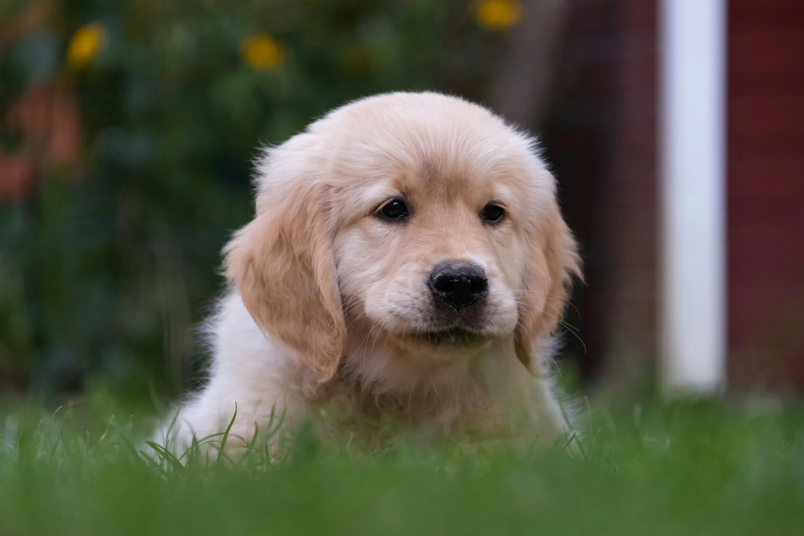 Golden Retriever Puppies For Sale In Jaipur
