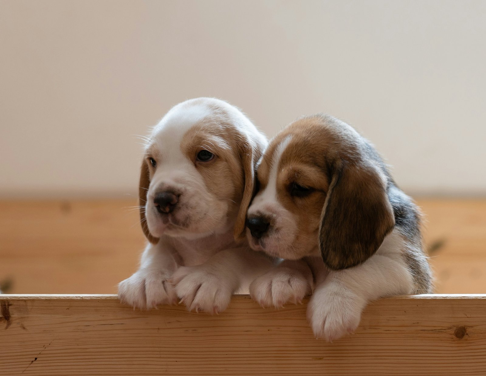 Beagle Puppies For Sale In India