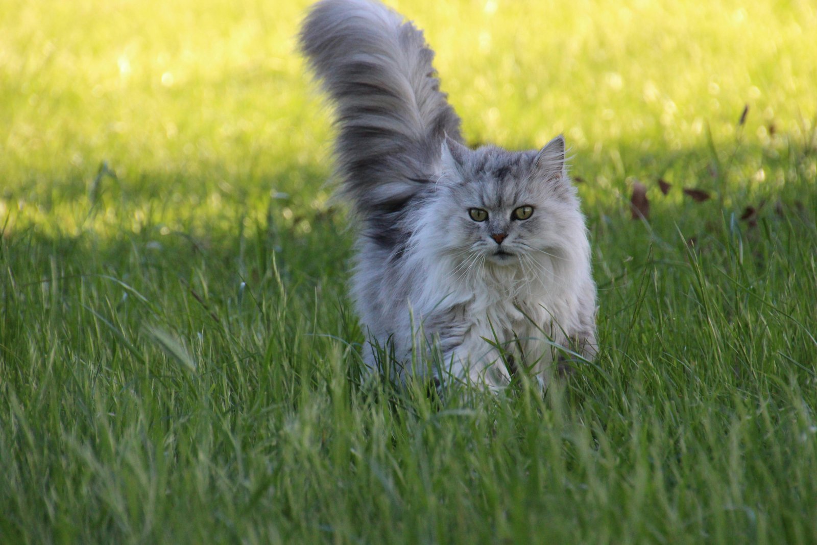 Persian Cat Price in Mumbai