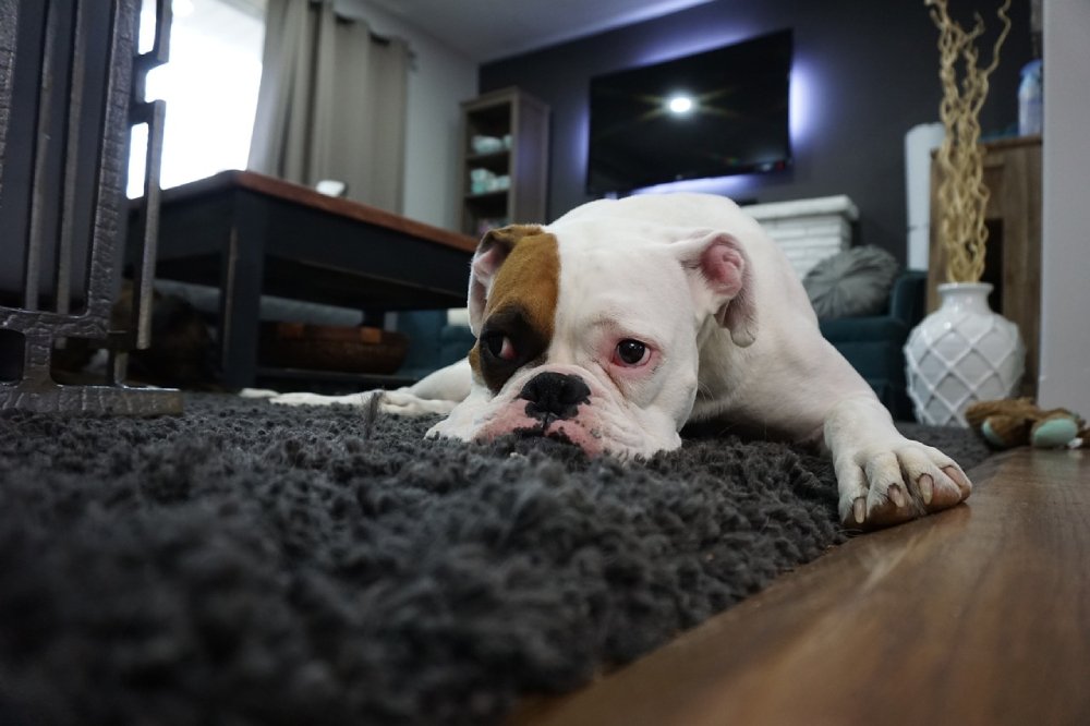 Boxer puppy for sale in Chennai
