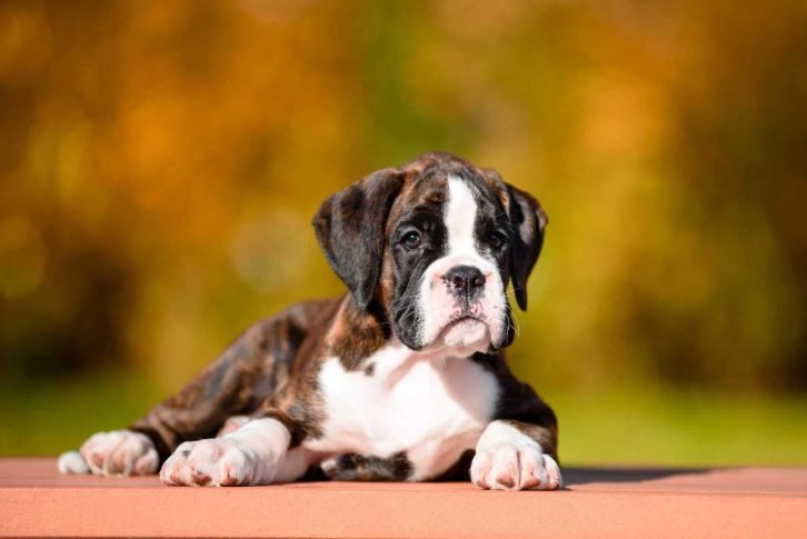 Boxer puppy For Seal in Kolkata