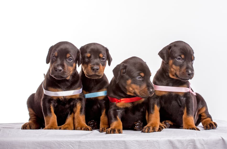 Doberman puppy for sale in Pune