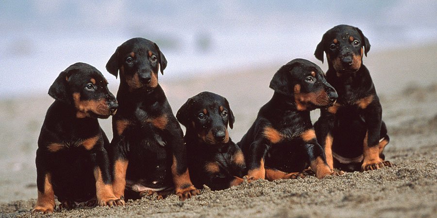 Doberman puppy for sale in  Mumbai