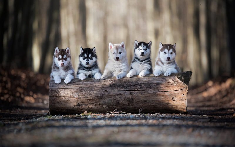 Buy Siberian Husky Puppy From Pune