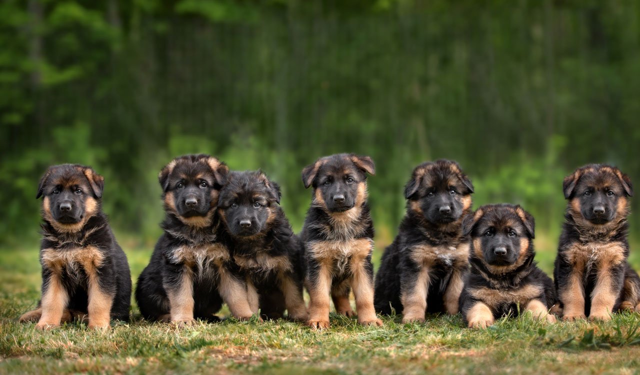 German shepherd  Puppy From Pune