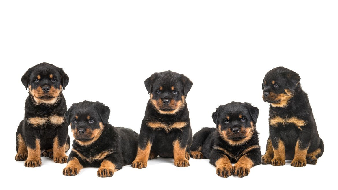 Rottweiler Puppy From Pune