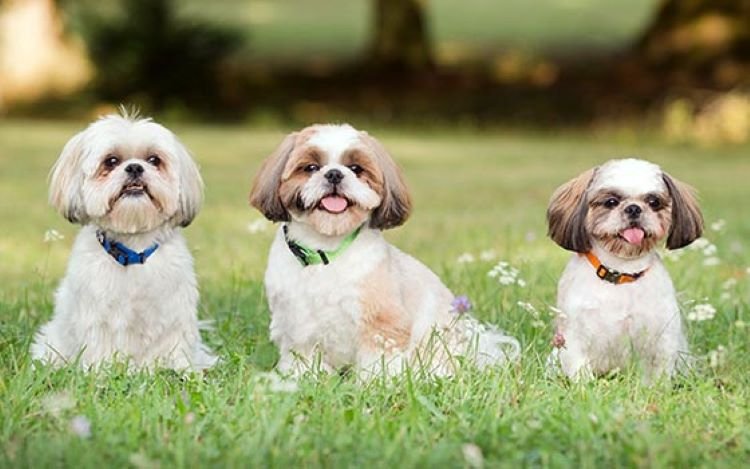 Shih Tzu  Puppy From Pune