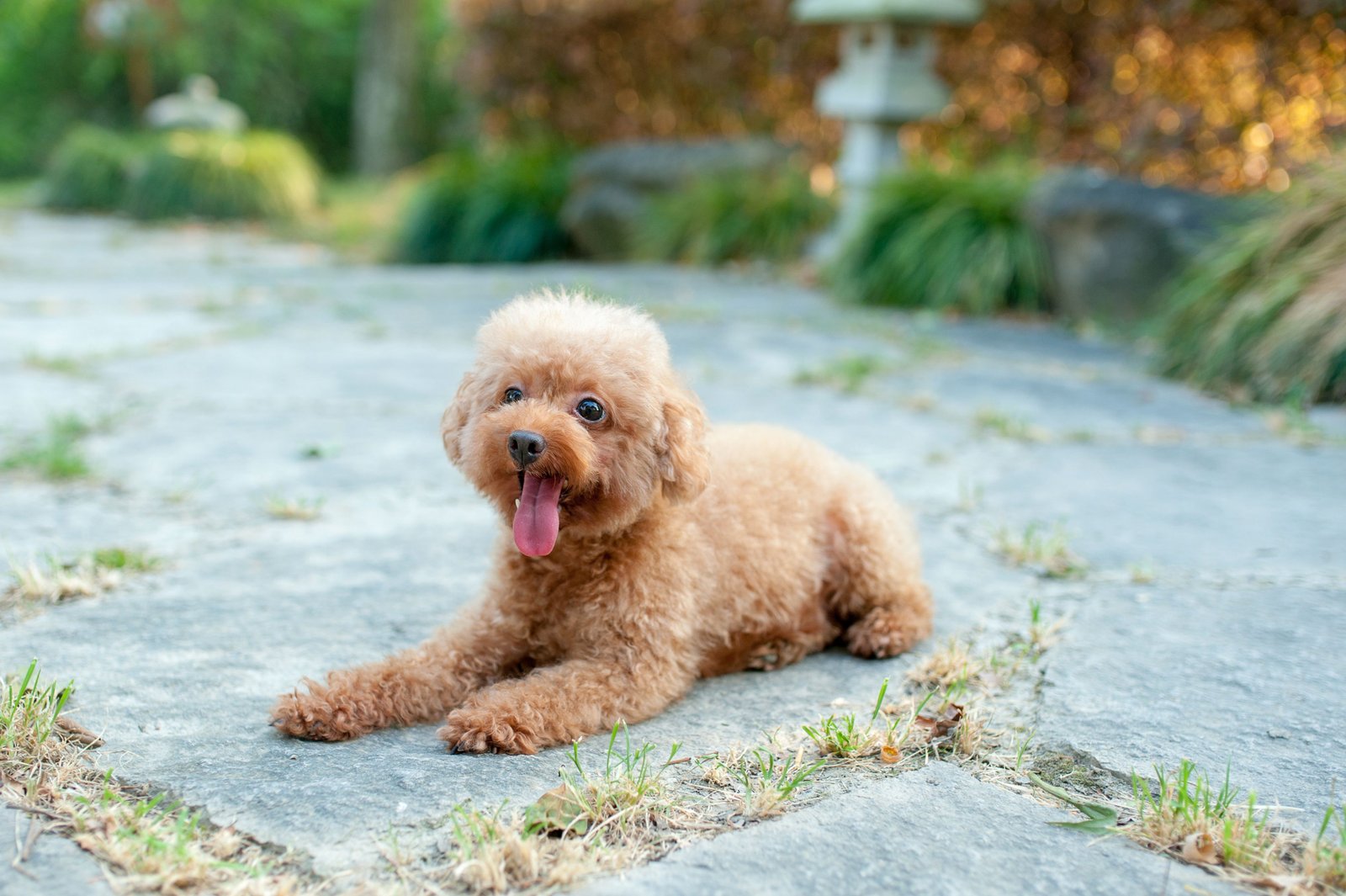 Poodle Puppy From Pune