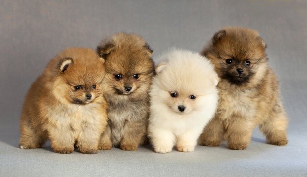 Pomeranian puppy from pune