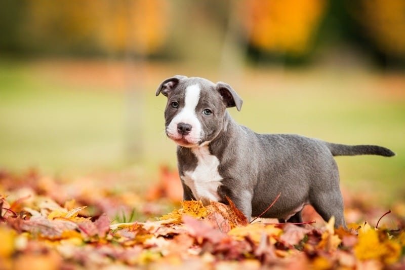 Pitbull Puppy Form Pune