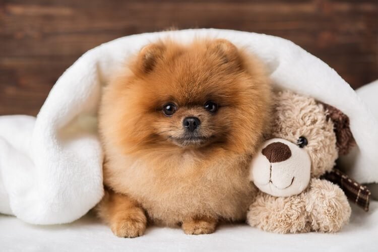 Toy Pomeranian Puppy from pune